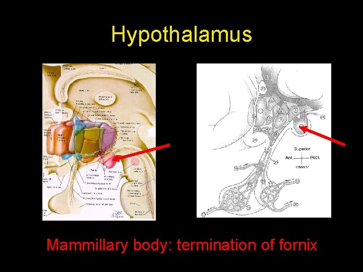 Hypothalamus Mammillary body: termination of fornix 