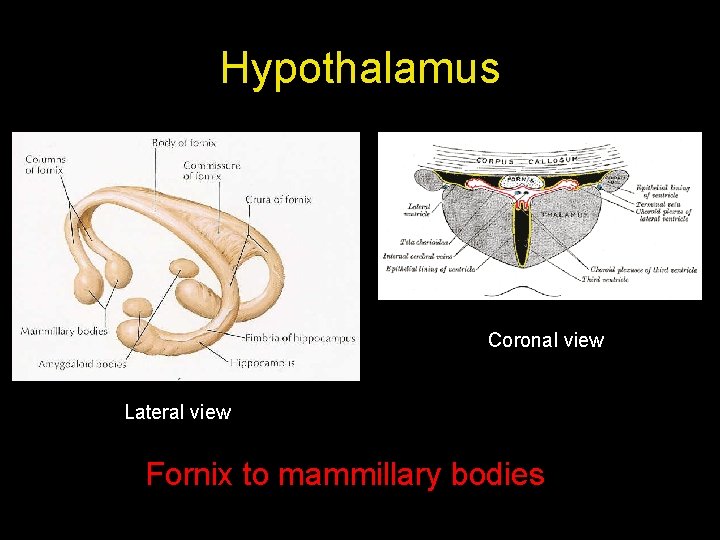 Hypothalamus Coronal view Lateral view Fornix to mammillary bodies Hypothalamus Coronal view Lateral view Fornix to mammillary bodies