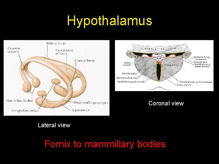 Hypothalamus Coronal view Lateral view Fornix to mammillary bodies 