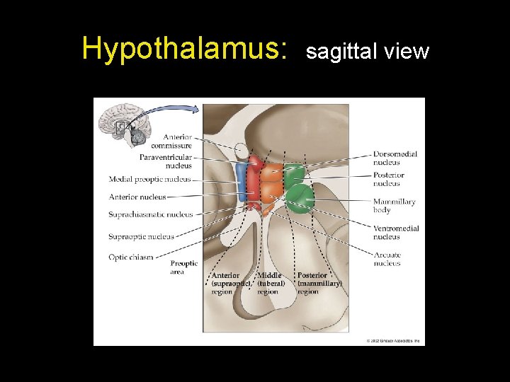 Hypothalamus: sagittal view Hypothalamus: sagittal view