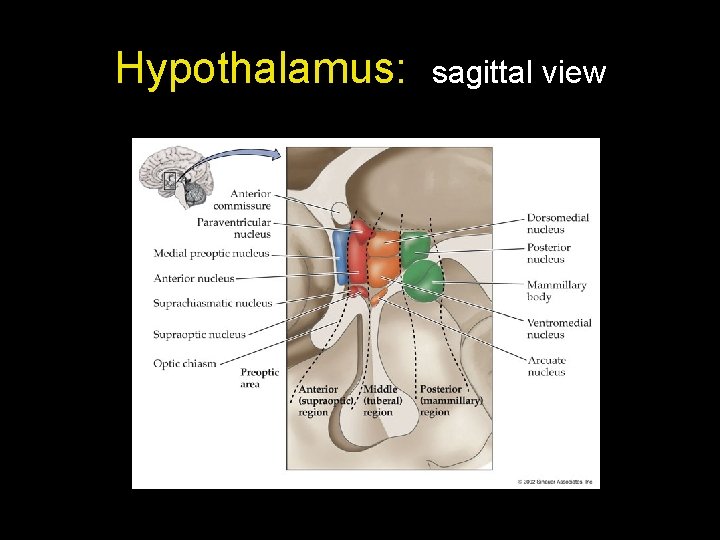 Hypothalamus: sagittal view 