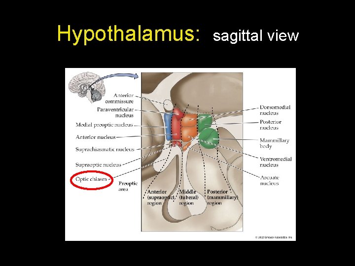 Hypothalamus: sagittal view 