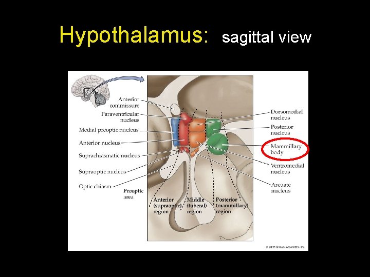 Hypothalamus: sagittal view 