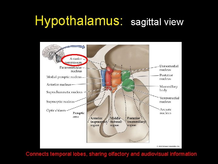 Hypothalamus: sagittal view Connects temporal lobes, sharing olfactory and audiovisual information 