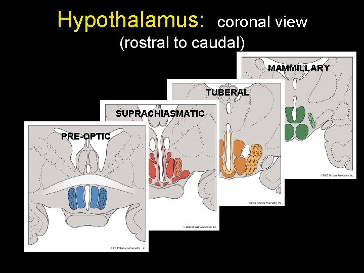 Hypothalamus: coronal view (rostral to caudal) MAMMILLARY TUBERAL SUPRACHIASMATIC PRE-OPTIC 