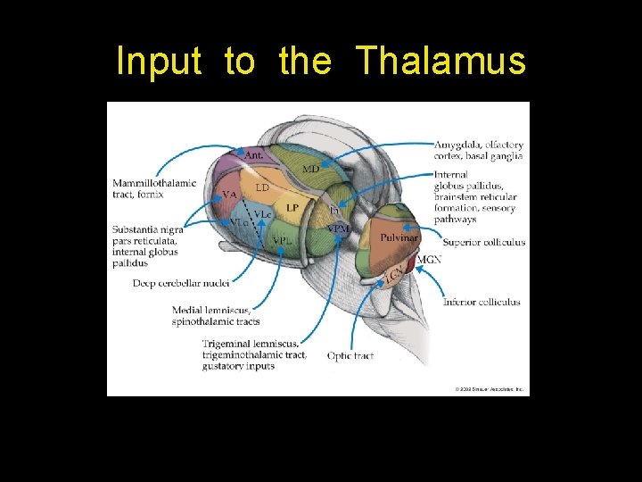 Input to the Thalamus Input to the Thalamus