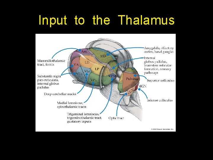 Input to the Thalamus 