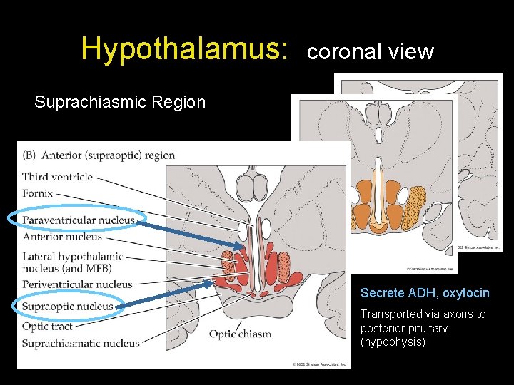 Hypothalamus: coronal view Suprachiasmic Region Secrete ADH, oxytocin Transported via axons to posterior pituitary Hypothalamus: coronal view Suprachiasmic Region Secrete ADH, oxytocin Transported via axons to posterior pituitary