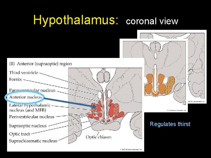 Hypothalamus: coronal view Regulates thirst 