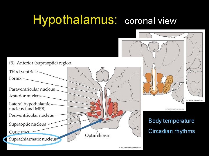 Hypothalamus: coronal view Body temperature Circadian rhythms 