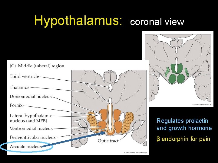 Hypothalamus: coronal view Regulates prolactin and growth hormone β endorphin for pain 