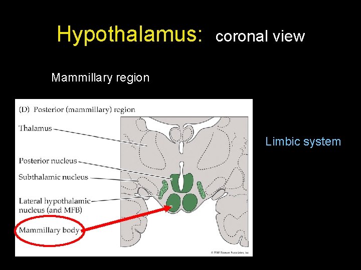 Hypothalamus: coronal view Mammillary region Limbic system 