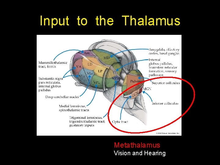 Input to the Thalamus Metathalamus Vision and Hearing Input to the Thalamus Metathalamus Vision and Hearing