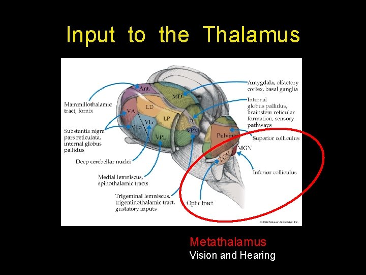 Input to the Thalamus Metathalamus Vision and Hearing 