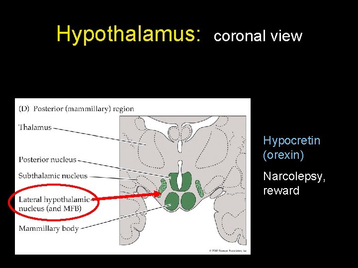 Hypothalamus: coronal view Hypocretin (orexin) Narcolepsy, reward Hypothalamus: coronal view Hypocretin (orexin) Narcolepsy, reward