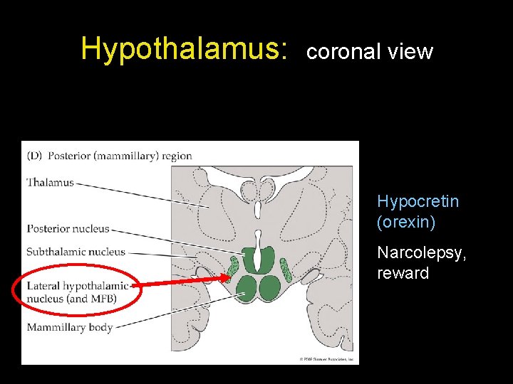 Hypothalamus: coronal view Hypocretin (orexin) Narcolepsy, reward 