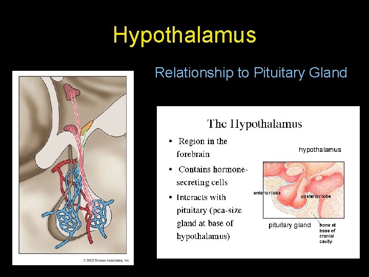 Hypothalamus Relationship to Pituitary Gland Hypothalamus Relationship to Pituitary Gland