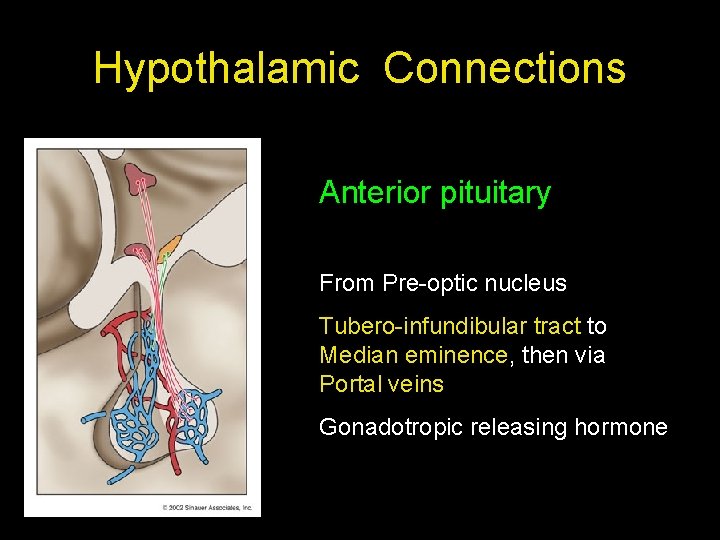 Hypothalamic Connections Anterior pituitary From Pre-optic nucleus Tubero-infundibular tract to Median eminence, then via