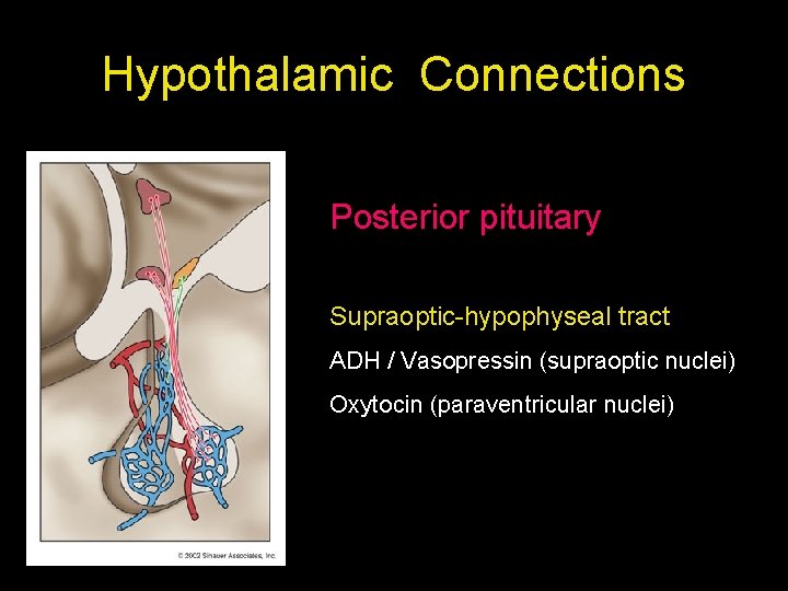 Hypothalamic Connections Posterior pituitary Supraoptic-hypophyseal tract ADH / Vasopressin (supraoptic nuclei) Oxytocin (paraventricular nuclei) Hypothalamic Connections Posterior pituitary Supraoptic-hypophyseal tract ADH / Vasopressin (supraoptic nuclei) Oxytocin (paraventricular nuclei)