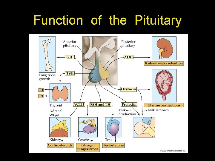 Function of the Pituitary Function of the Pituitary