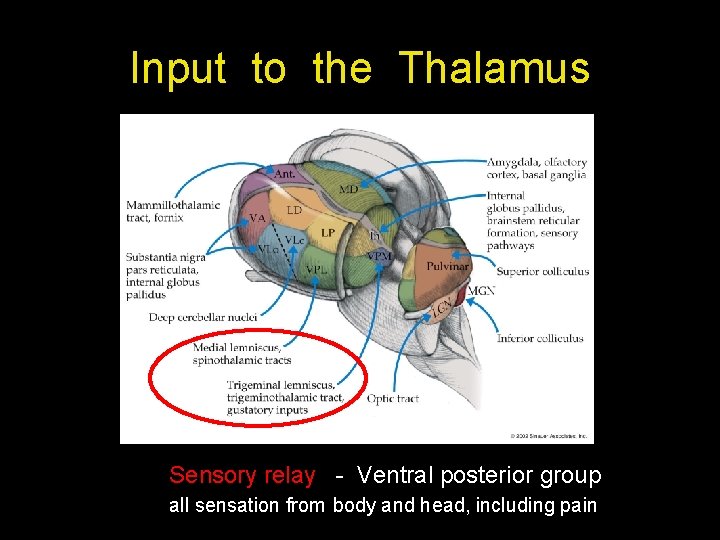 Input to the Thalamus Sensory relay - Ventral posterior group all sensation from body Input to the Thalamus Sensory relay - Ventral posterior group all sensation from body