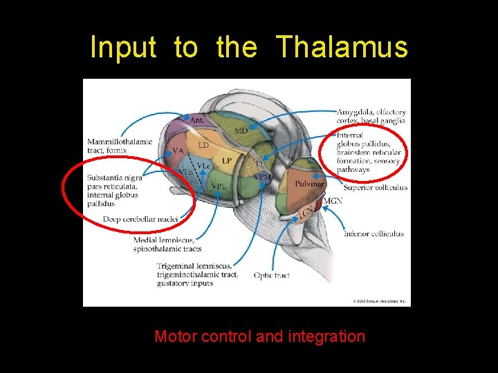 Input to the Thalamus Motor control and integration 