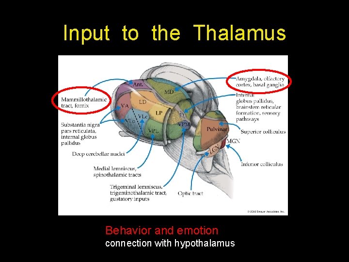 Input to the Thalamus Behavior and emotion connection with hypothalamus Input to the Thalamus Behavior and emotion connection with hypothalamus