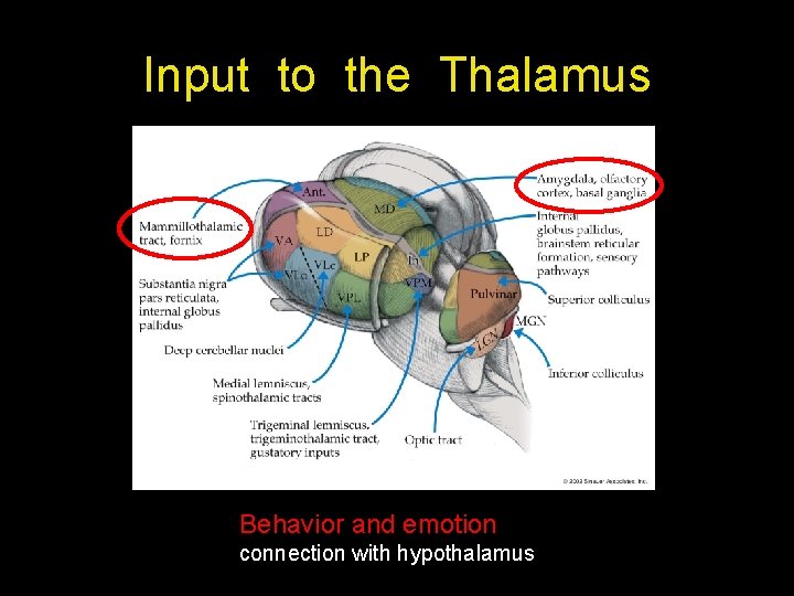 Input to the Thalamus Behavior and emotion connection with hypothalamus 