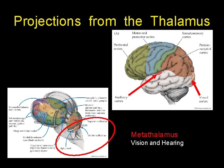 Projections from the Thalamus Metathalamus Vision and Hearing Projections from the Thalamus Metathalamus Vision and Hearing