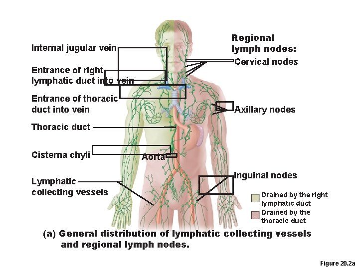 Regional lymph nodes: Cervical nodes Internal jugular vein Entrance of right lymphatic duct into