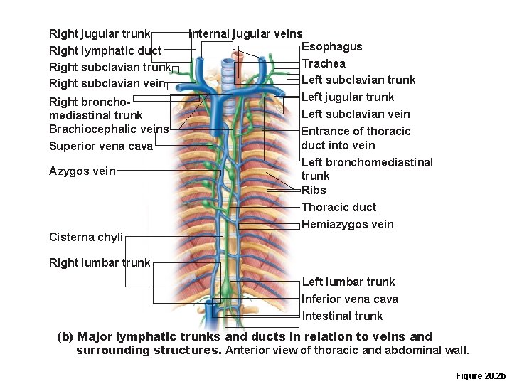Right jugular trunk Right lymphatic duct Right subclavian trunk Right subclavian vein Right bronchomediastinal