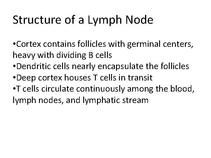 Structure of a Lymph Node • Cortex contains follicles with germinal centers, heavy with
