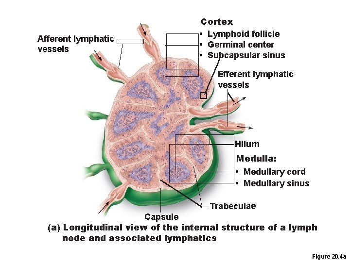 Afferent lymphatic vessels Cortex • Lymphoid follicle • Germinal center • Subcapsular sinus Efferent