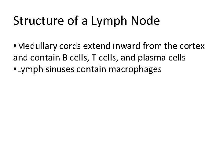Structure of a Lymph Node • Medullary cords extend inward from the cortex and