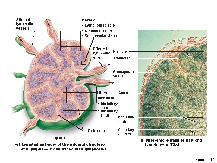 Cortex • Lymphoid follicle Afferent lymphatic vessels • Germinal center • Subcapsular sinus Efferent