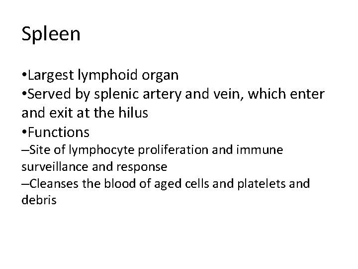 Spleen • Largest lymphoid organ • Served by splenic artery and vein, which enter