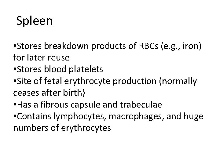 Spleen • Stores breakdown products of RBCs (e. g. , iron) for later reuse