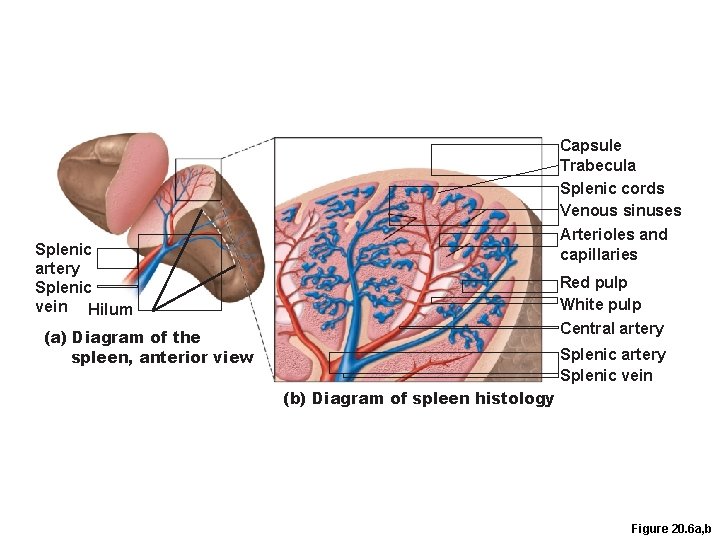 Capsule Trabecula Splenic cords Venous sinuses Arterioles and capillaries Splenic artery Splenic vein Hilum