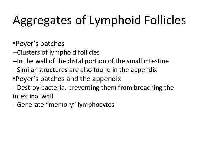 Aggregates of Lymphoid Follicles • Peyer’s patches –Clusters of lymphoid follicles –In the wall