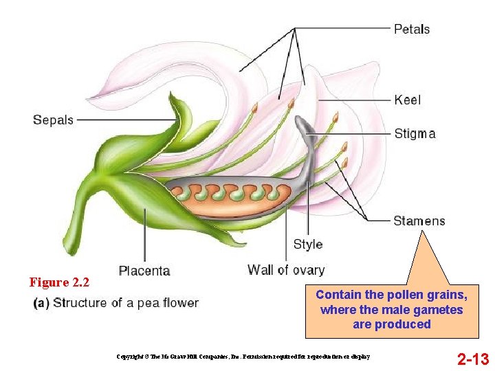 Figure 2. 2 Contain the pollen grains, where the male gametes are produced Copyright