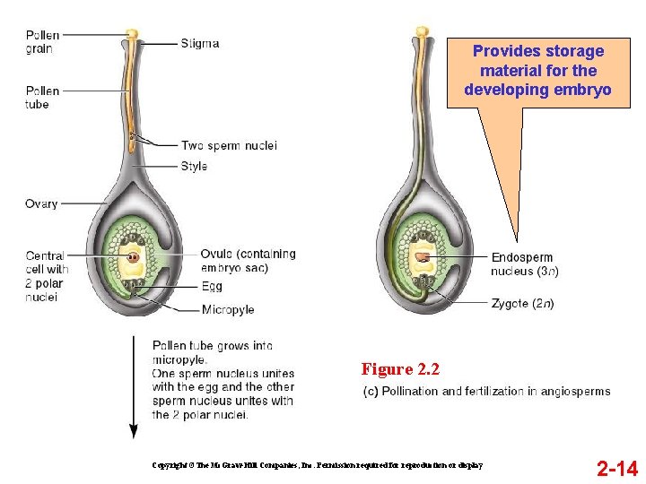 Provides storage material for the developing embryo Figure 2. 2 Copyright ©The Mc. Graw-Hill