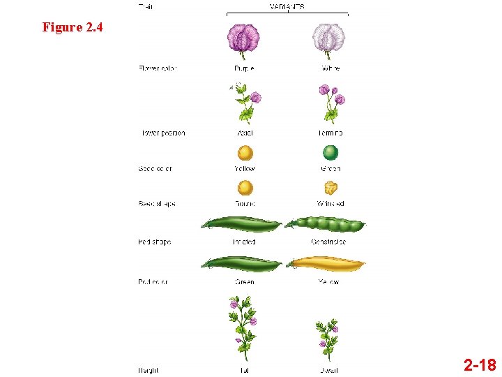 Figure 2. 4 2 -18 