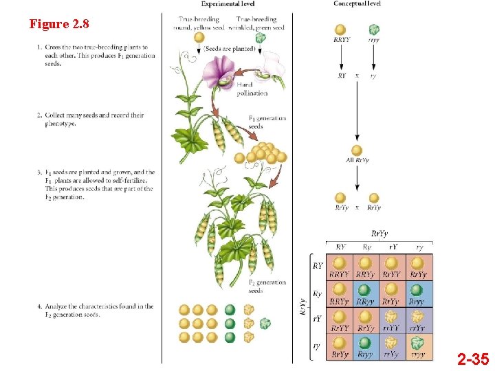 Figure 2. 8 2 -35 