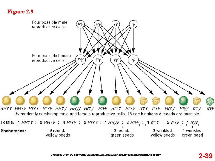 Figure 2. 9 Copyright ©The Mc. Graw-Hill Companies, Inc. Permission required for reproduction or