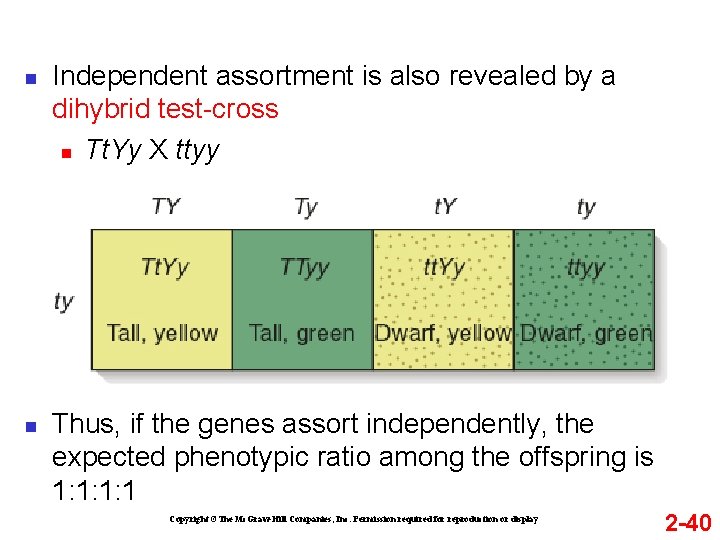 n n Independent assortment is also revealed by a dihybrid test-cross n Tt. Yy