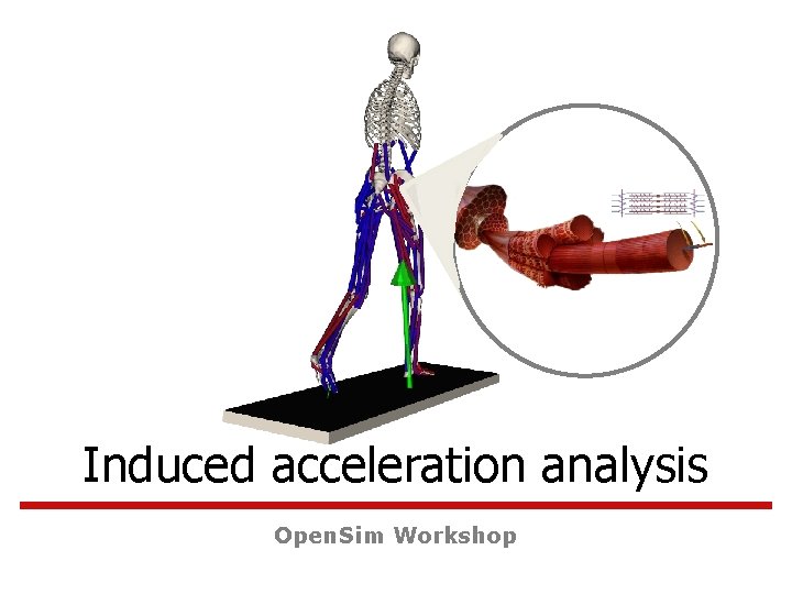 Induced acceleration analysis Open. Sim Workshop 