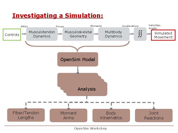 Investigating a Simulation: EMGs Controls Moments Forces Musculotendon Dynamics Musculoskeletal Geometry Accelerations Multibody Dynamics