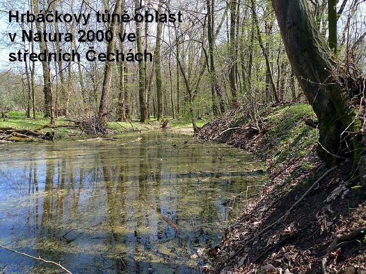 Hrbáčkovy tůně oblast v Natura 2000 ve středních Čechách 