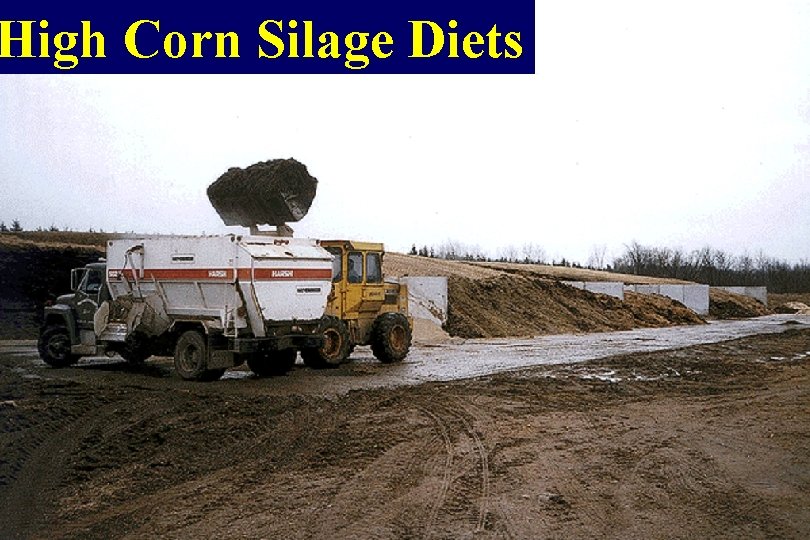 High Corn Silage Diets 