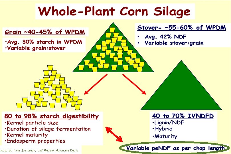 Adapted from Joe Lauer, UW Madison Agronomy Dept . 